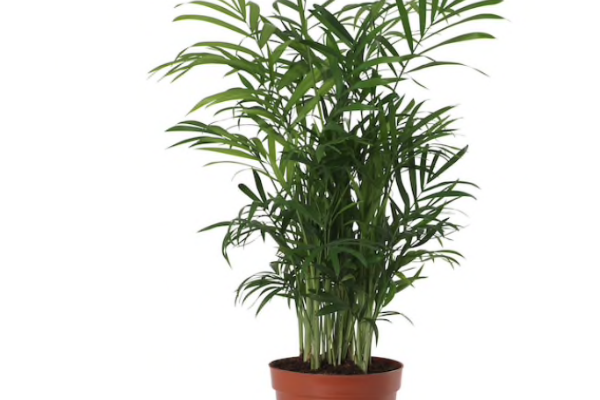 Planta palmera