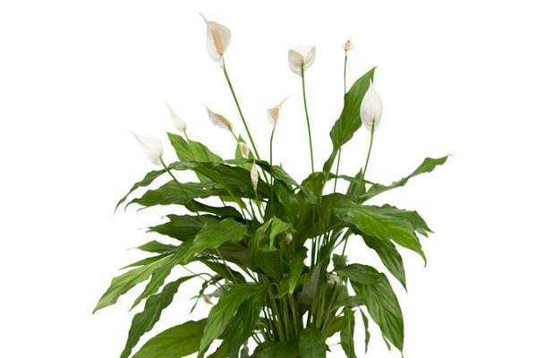 Planta Spatiphilium